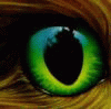 NewbieClient​