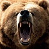 Bear_PRO