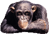 krot
