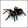 Spawn2008