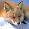Kitsune