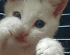 Lihodey