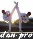 dan-pro