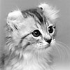 MagicCat