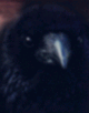 RavenSV