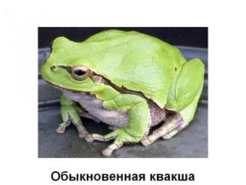 300 Животных. Интерактивная детская обучающая программа