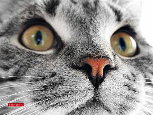 Полная коллекция обоев с сайта www.beautypic.ru