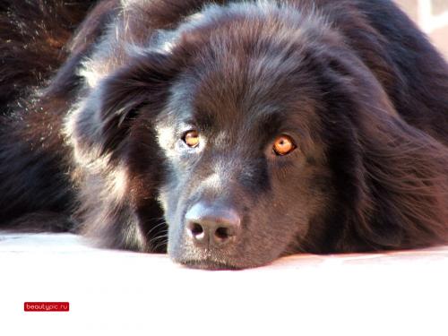 Полная коллекция обоев с сайта www.beautypic.ru