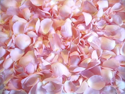 Полная коллекция обоев с сайта www.beautypic.ru