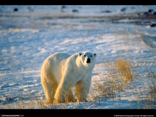������ ���������� National Geographic