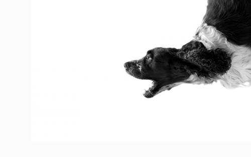 Black and White HD Wallpapers