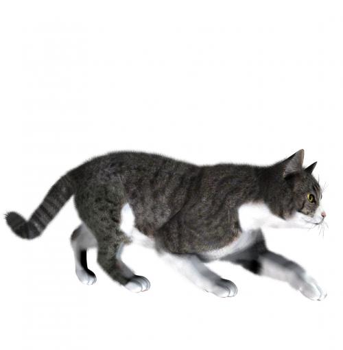 Кошки. PNG. 21 особь. (Компьютерные модели)