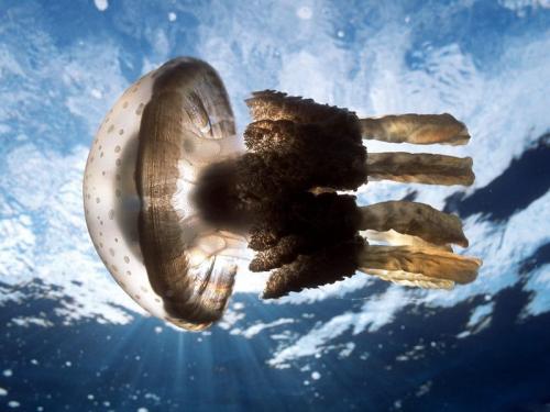 Underwater Wallpapers HD