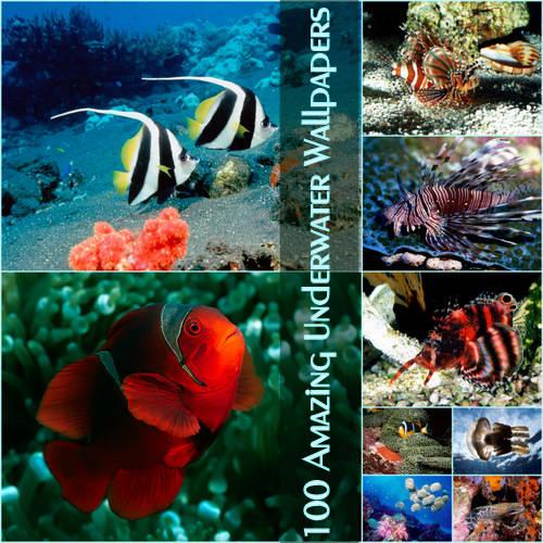 Amazing Underwater Wallpapers