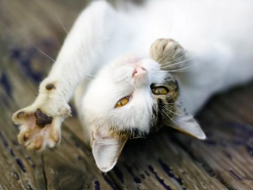 Обои с кошками( Wallpapers Cats )