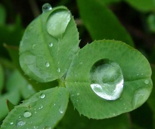 RAIN_COLLECTION